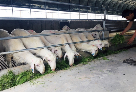 新疆柯坪羊吃上了“水培牧草”